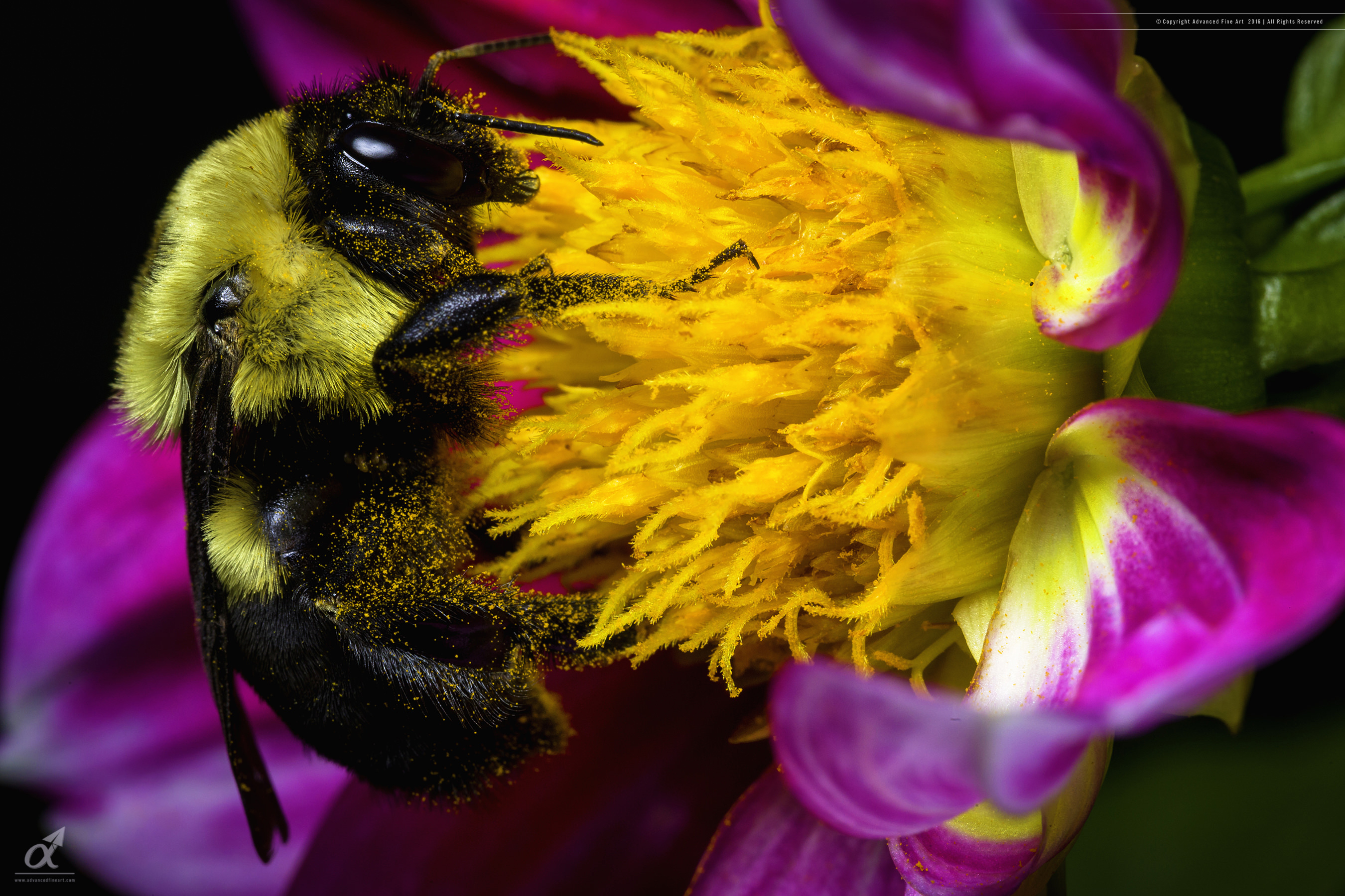 Bee Pollinating Dahlia Flower - Macro Photography