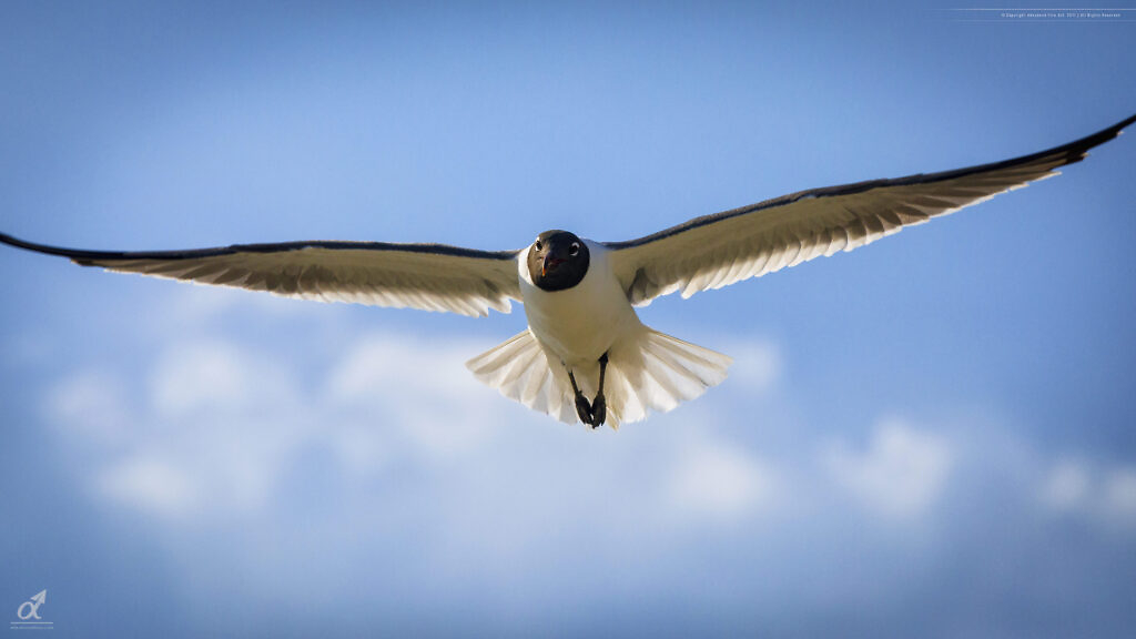 Sea Gull flying at Holden Beach, NC