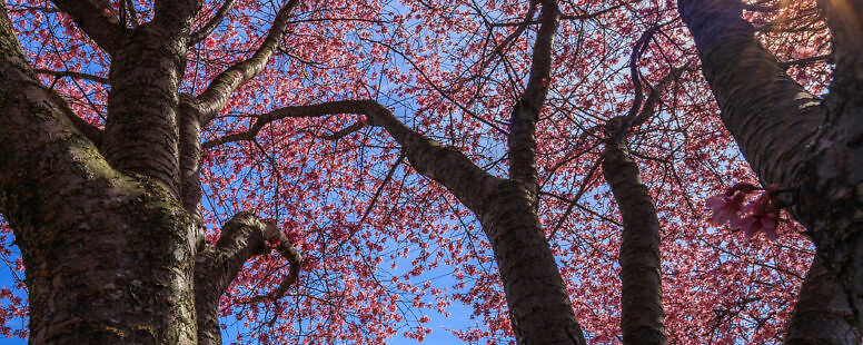 Valentine’s Day Spring Tree Blossoms