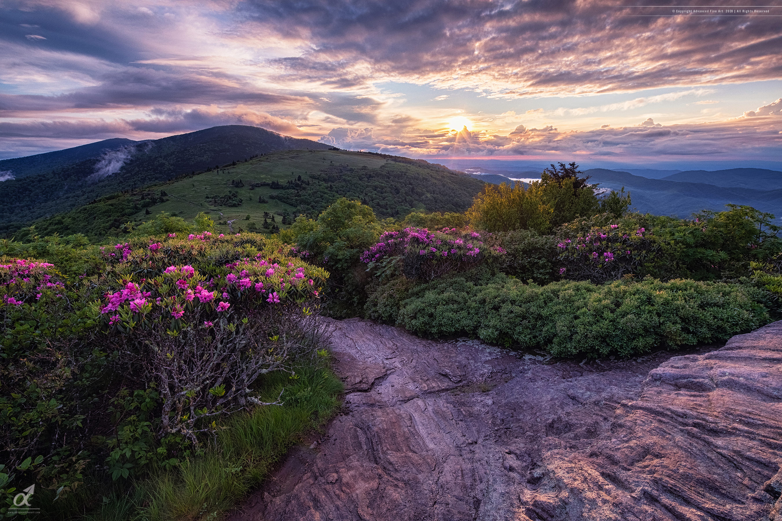 Rhododendrons - Roan Mountain Spring Sunset
