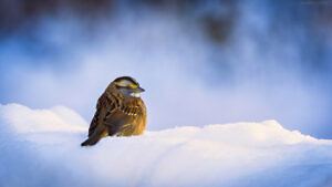 White-throated Sparrow in Powdered Snow